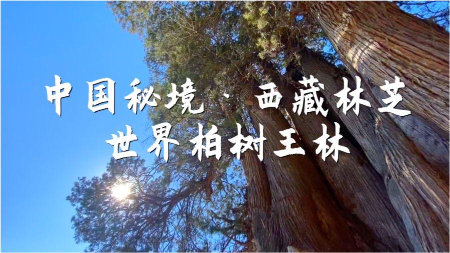 野餐女孩救援